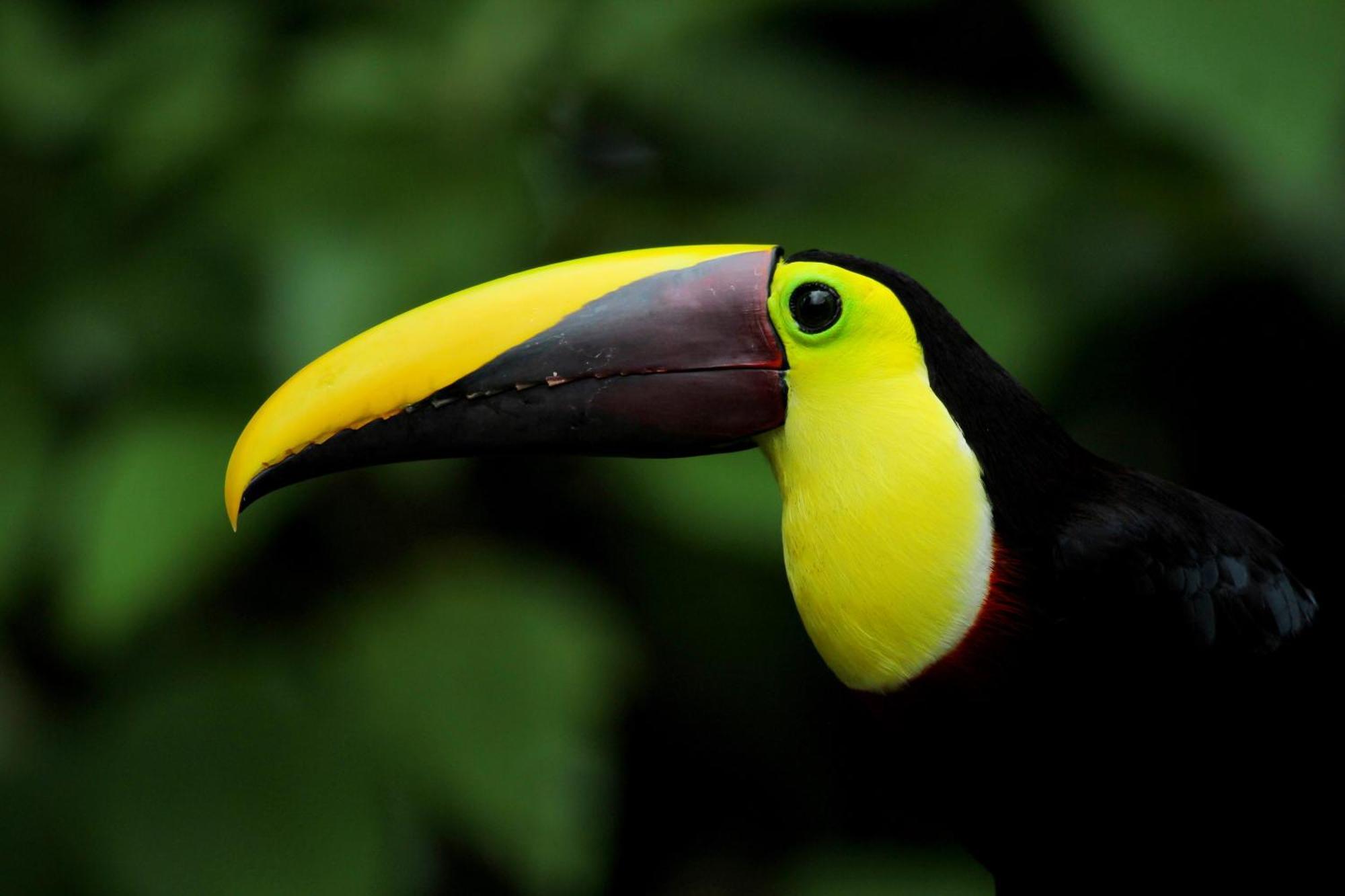 Las Arrieras Nature Reserve And Ecolodge Horquetas Eksteriør bilde