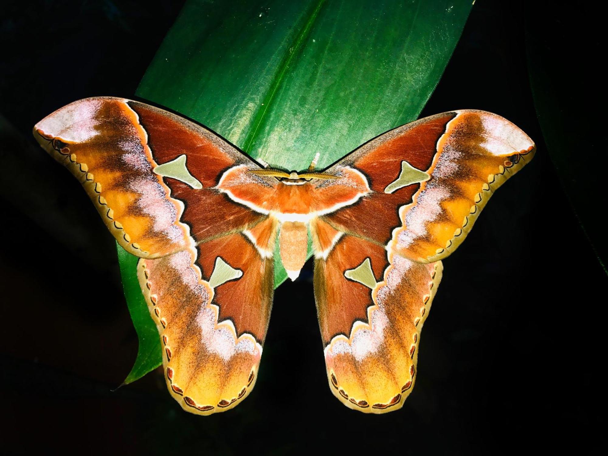 Las Arrieras Nature Reserve And Ecolodge Horquetas Eksteriør bilde